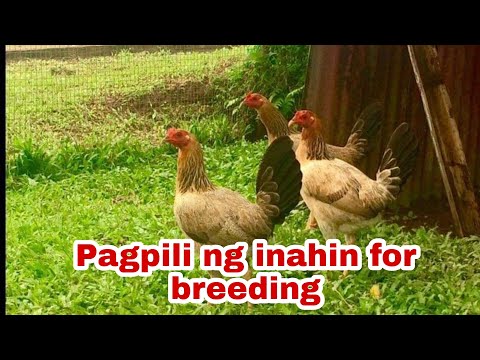 Tamang pagpili ng