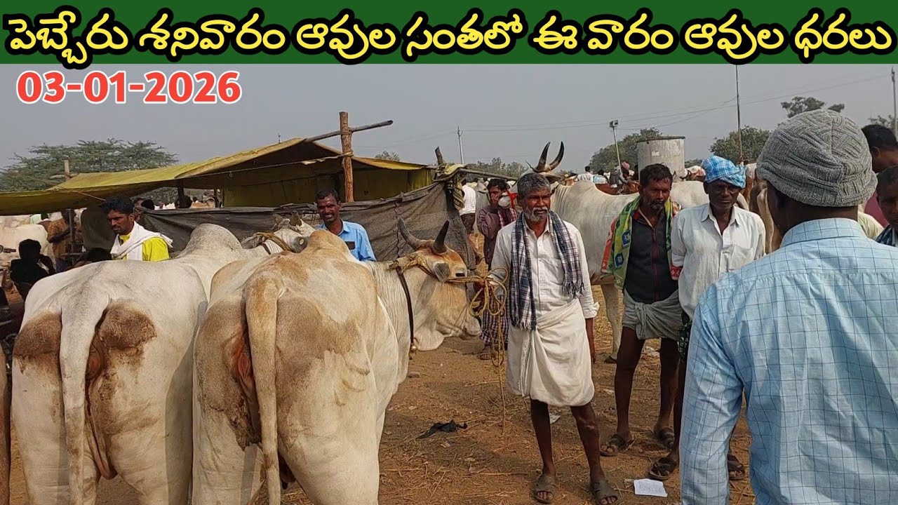 పెబ్బేరు శనివారం సంతలో ఈ వారం ఆవుల ధరలు | Pebbair cow market | Biggest cow market in Telangana 