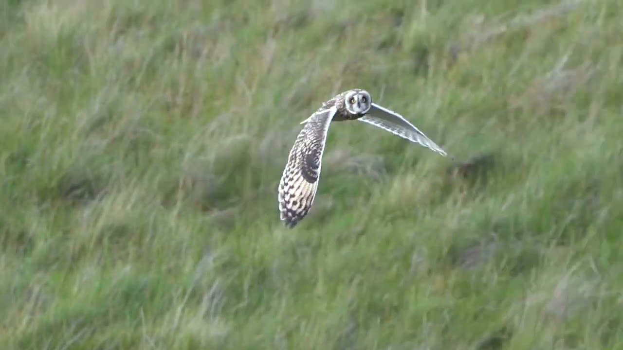 Short-eared owl fly-by