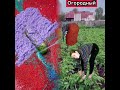 Когда жара включила режим хаоса 😅 #жиза #типы #приколы #шортс #рек #школа #каникулы
