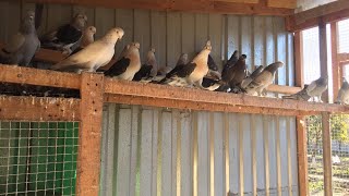 Голуби Турецкая Такла! БОЙ-ЛЁТ-ИГРА! Pigeons Turkish takla. Голуби Санжаха.