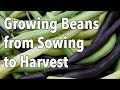 Growing Beans from Sowing to Harvest