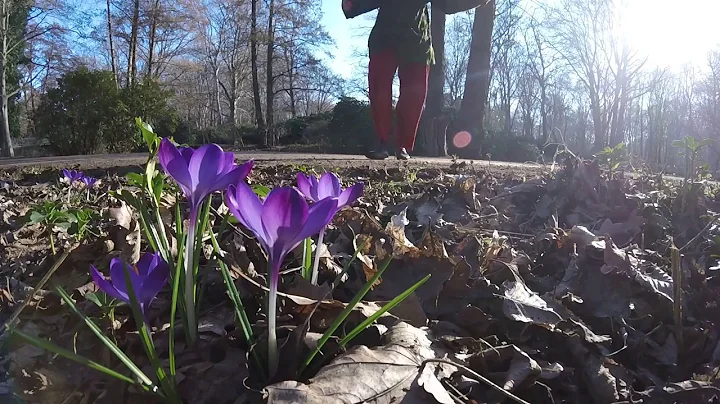 Perspektywa krokusa | The perspective of a crocus