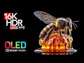 Best 16K Video ULTRA HD 1000 FPS - Dolby Vision HDR Video
