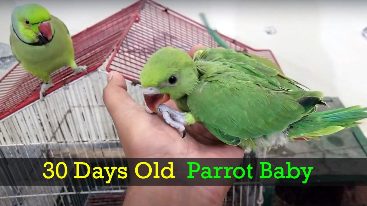 Indian Ringneck Parrot Care & Info | (Rose-Ringed Parakeet) - Psittacology