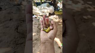 Isthesmallershinyjewelbeetlepart2