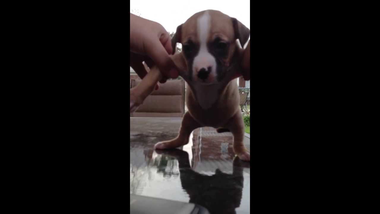 puppies dancing to music