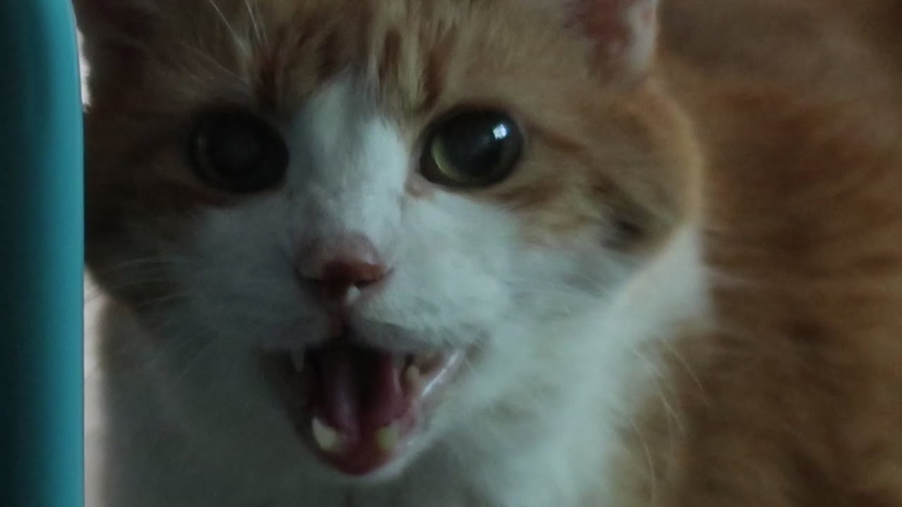 Quiet Little Meows - YouTube
