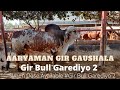 GIR BULL GAREDIYO-2 SIMEN DOSE AVAILABLE | AARYAMAN GIR GAUSHALA | MO.9913191340