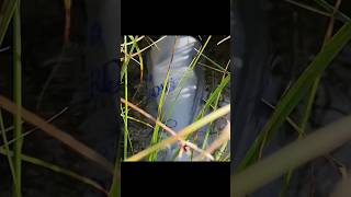 Di̇lber Düzü Nde Raki Soğutmak. Çkarlar