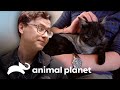 Gatita aprende a vivir con 3 patas | Dr. Jeff, Veterinario | Animal Planet