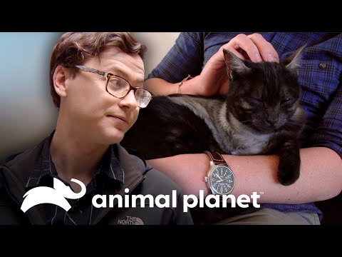 Video: Cuidado De Perros Y Gatos De Tres Patas, También Conocido Como 