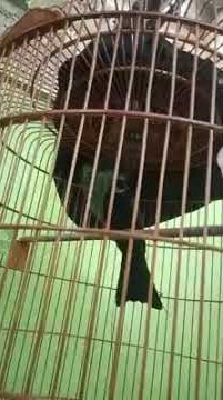 Srigunting Kantil  Gacor#burungkicau