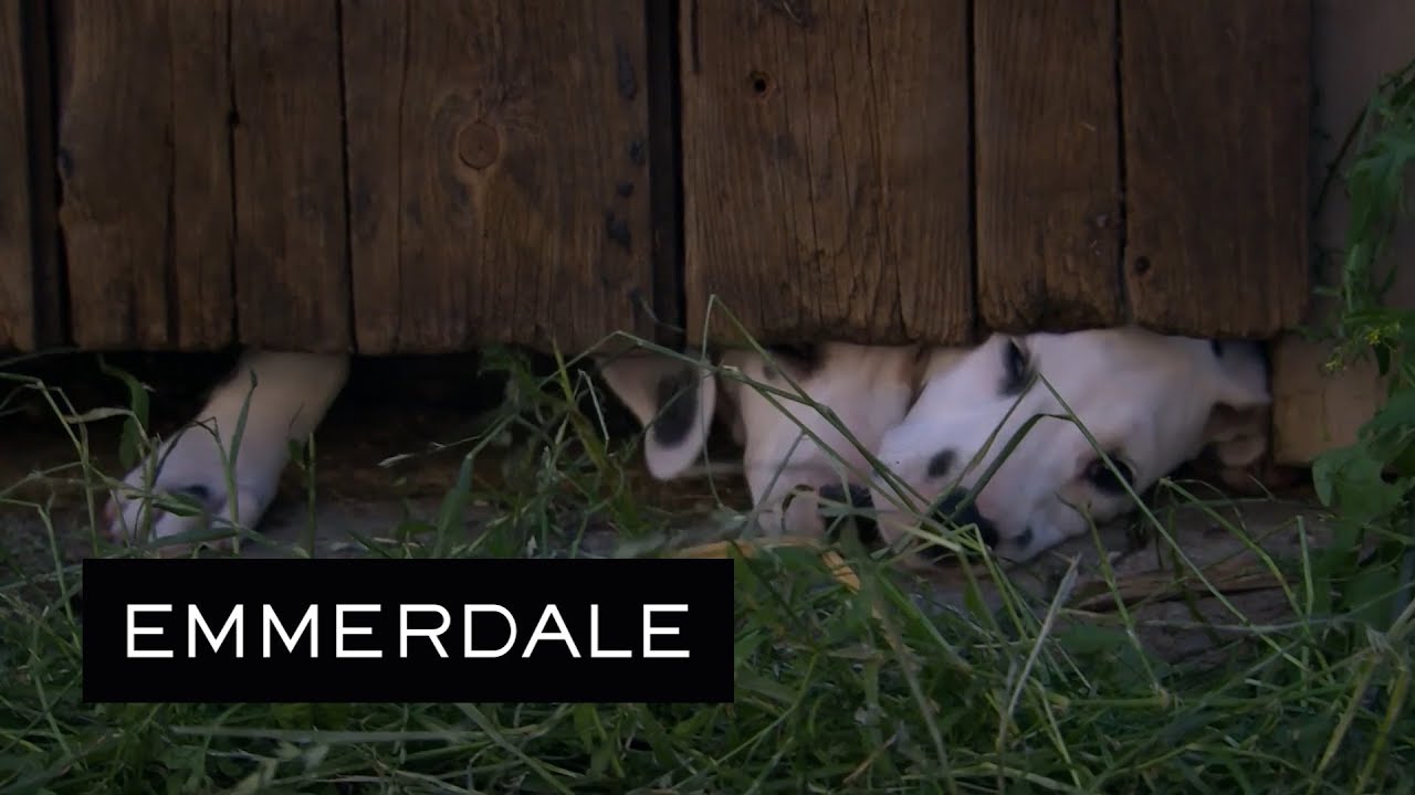 british soap awards 2018 nominees Emmerdale - Zak, Lydia and Sam Discover an Illegal Puppy Farm