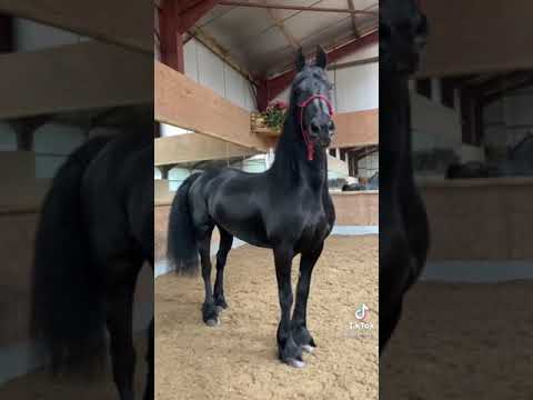 Gorgeous Friesian horse😍