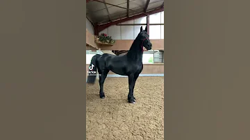 Gorgeous Friesian Horse 