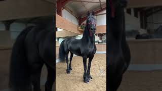 Gorgeous Friesian Horse