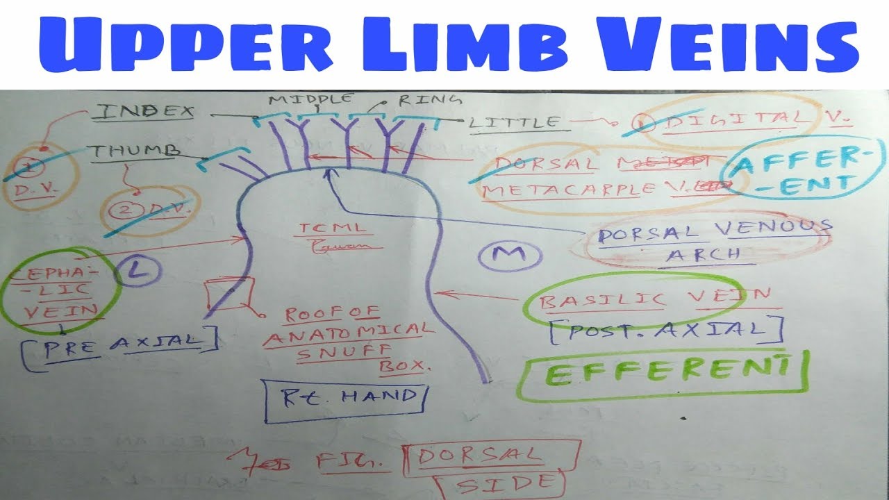Upper limb Veins | Part 2 | Diagram | The Charsi of Medical Literature