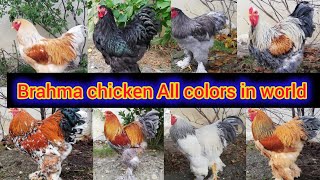 Brahma chicken All colors in world | brahma chicken breed | brahma chicken farming |brahma roosters