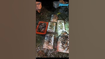 Tumpang Ambil video Hasil Otai || Otai  Mengasak Udang Teluk Intan #shorts