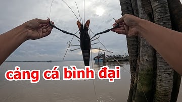 CÂU TÔM CÀNG XANH Ở CẢNG CÁ BÌNH ĐẠI BẾN TRE