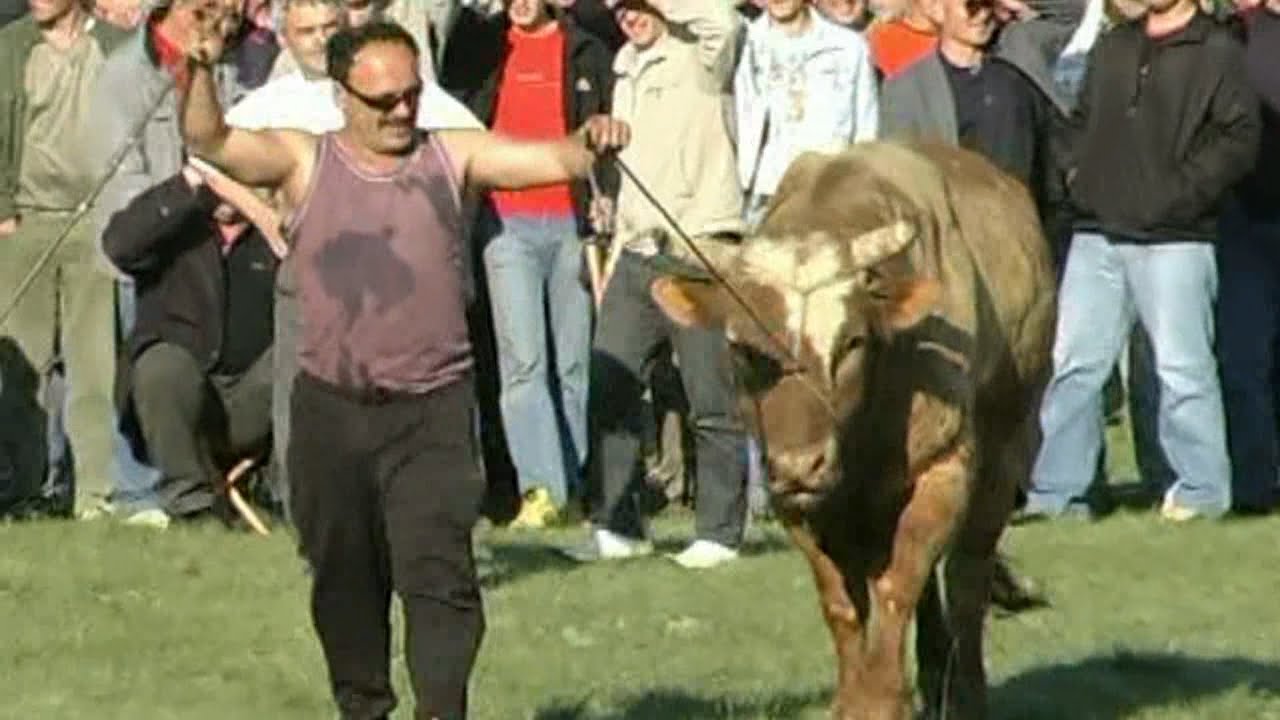 RUDONJA ZMAJA OD ŠIPOVA POBJEDNIK U PODBILI 2007 KOD ĆANIJA, RETRO