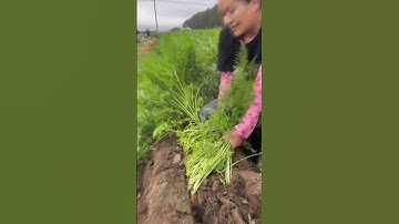 Agricultural Process - Harvesting Carrots