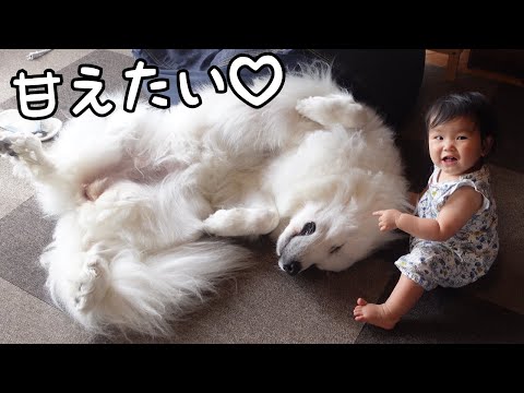 【可愛い♡】妹が超大型犬に甘えていたら１０倍にして甘え返し始めましたw｜グレートピレニーズ