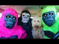 Funny Gorilla Surprises Puppy With Dancing Car Chase!