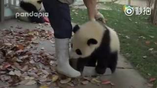 Watch: Giant pandas create trouble as staff cleans their house