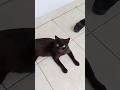 si black cat & si kucing coklat