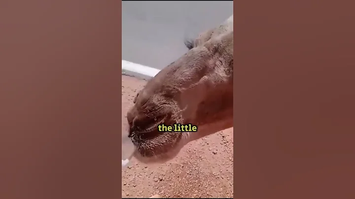 Man Saves Dehydrated Camel In The Desert - DayDayNews