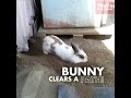 This Bunny Is Determined to Find His Cat Friend | That&#39;s Pawsome | Daily Paws #Shorts