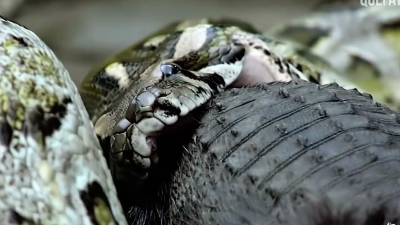 Battle of Reptile, Crocodile VS Python - YouTube