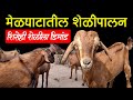 मेळघाटातील शेळीपालन व्यवसाय | Goat Farming In Maharashtra | Shelipalan Mahiti | Maze Ranshivar