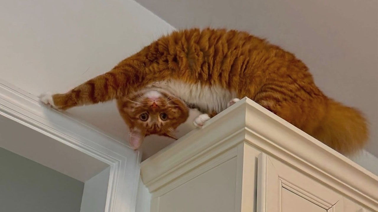 Hilarious Cats Decide Normal Is Not an Option 🤣 Funny Cat Videos 2026