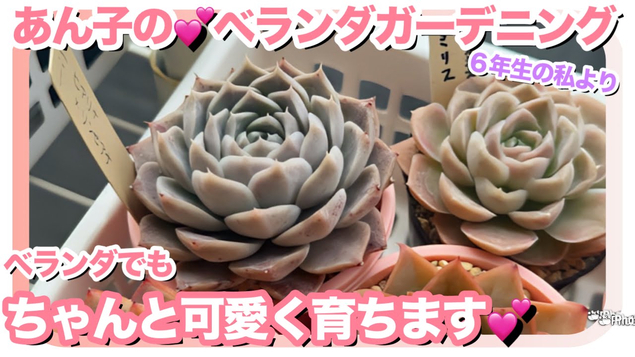 24 февраля 🥰 Ответ, к которому я пришла после 6 лет экспериментов и выращивания суккулентов❣️【Сук...