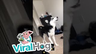 Husky Says Good Morning || ViralHog