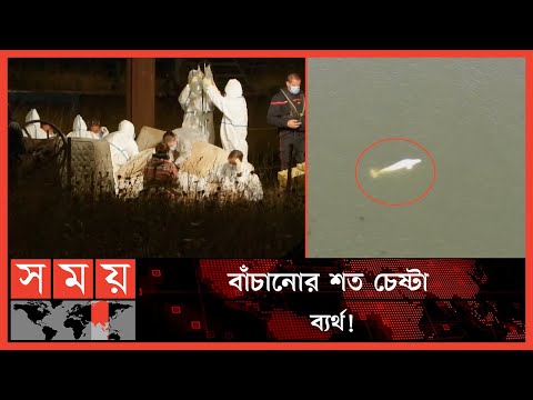 ভিডিও: কোন দেশ তিমি শিকারের অনুমতি দেয়?