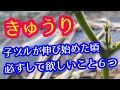 【きゅうり】子ヅルが伸び始めたら、忘れずにして欲しい作業を6つ詳しく解説します。遅れると少々面倒かも。