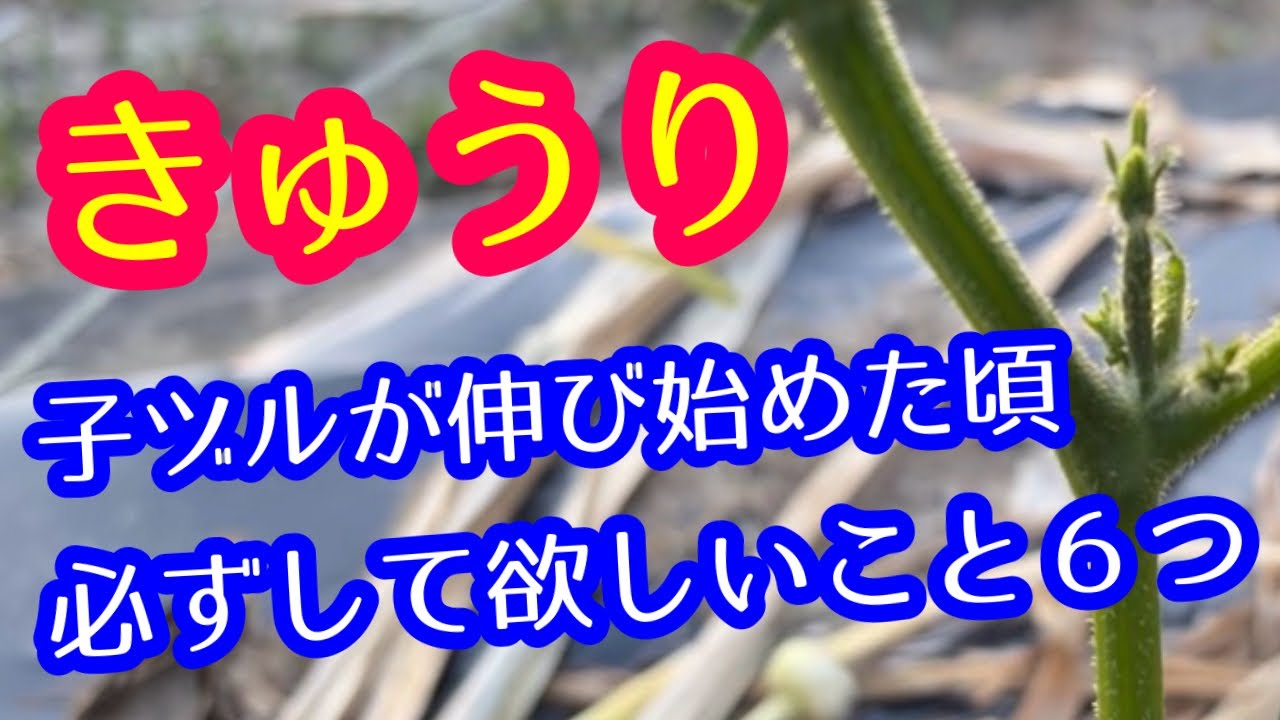 【きゅうり】子ヅルが伸び始めたら、忘れずにして欲しい作業を6つ詳しく解説します。遅れると少々面倒かも。