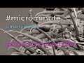 #microminute 25 house cricket under scanning electron microscope