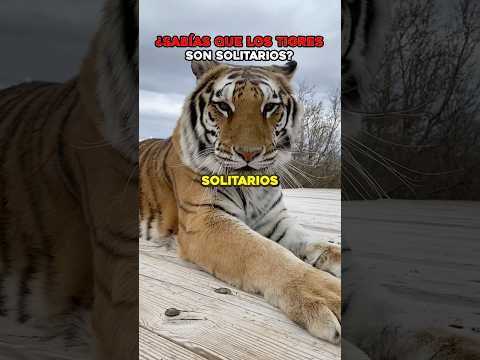 ¿Sabías que los tigres son tan solitarios que el macho ni siquiera reconoce a sus propias crías? 🐯