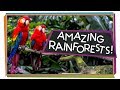 How Plants And Animals Adapt In The Rainforest - YouTube