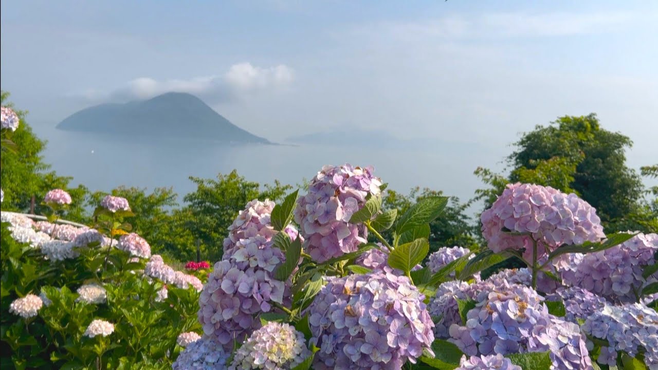 志々島「天空の花畑」のアジサイが見頃 90歳の孝子おばあちゃんと家族