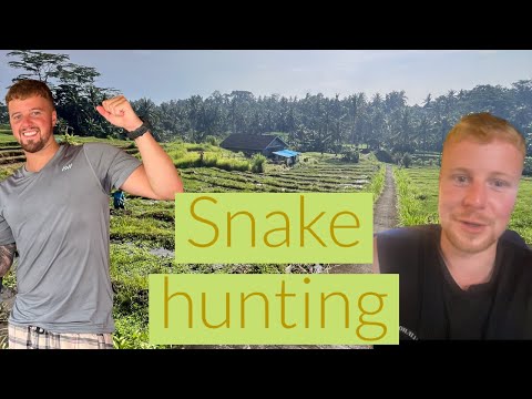 Are There Snakes In Rice Fields Bali