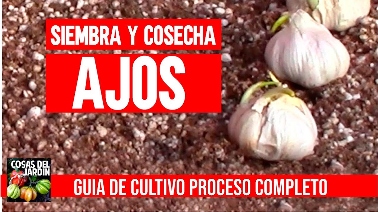 Cultiva AJOS EN CASA sin parar en macetas [GUIA COMPLETA] CULTIVO DE AJOS. Mejor que hidrop�nico