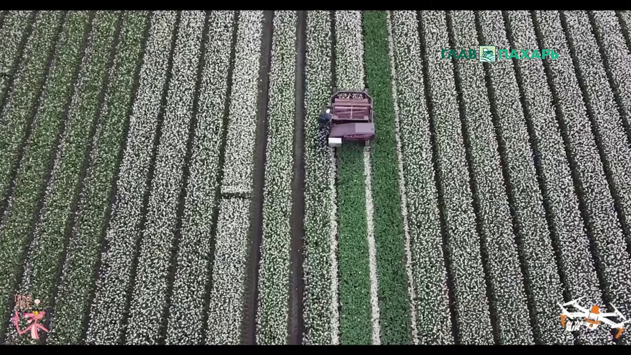 Машина для уборки цветочных бутонов Pink Innovation