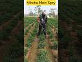 mircha mein kitnashak spry ✅ #shorts #youtubeshorts #farming