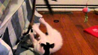 Aytasi Cattery -- Turkish Van Kitten Playing -- 6 Weeks Old by Carol Edquist 128 views 13 years ago 3 minutes, 33 seconds